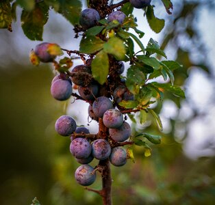 Violet fruit growth