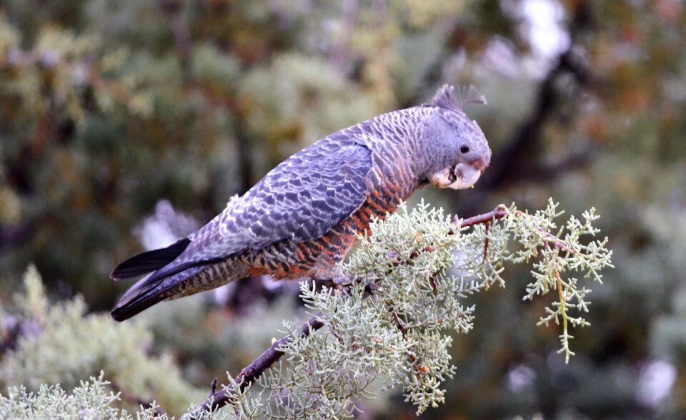 Bird australian native snowy mountains