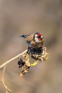 Animal wings beak photo