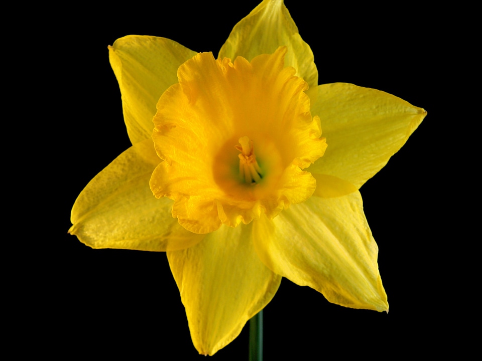 Daffodil flower flora photo