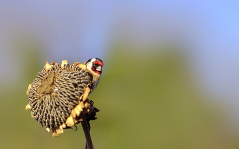 Animal wings beak photo