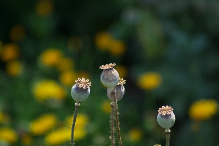 Nature flower poppy