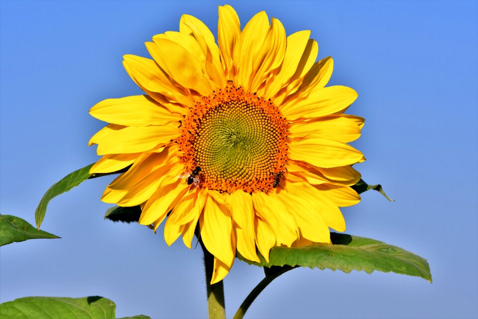 Bloom blossom bloom