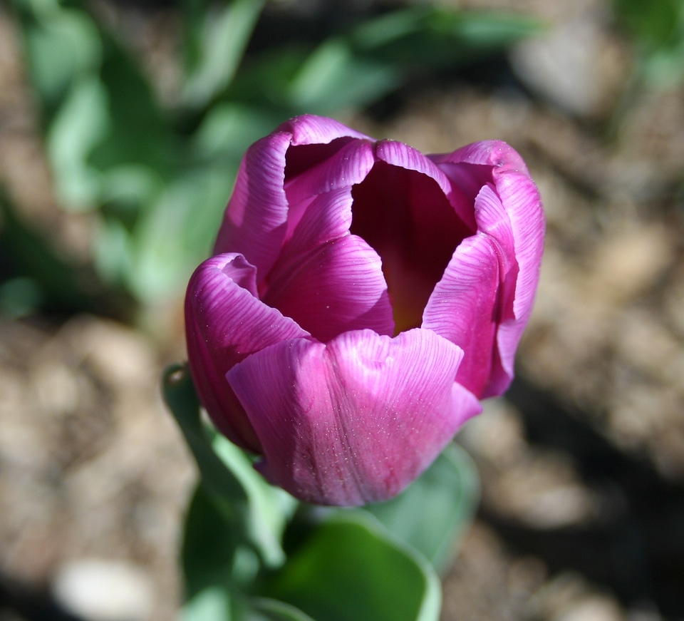 Floral plant natural