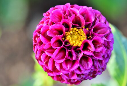 Bud dahlia garden garden plant photo