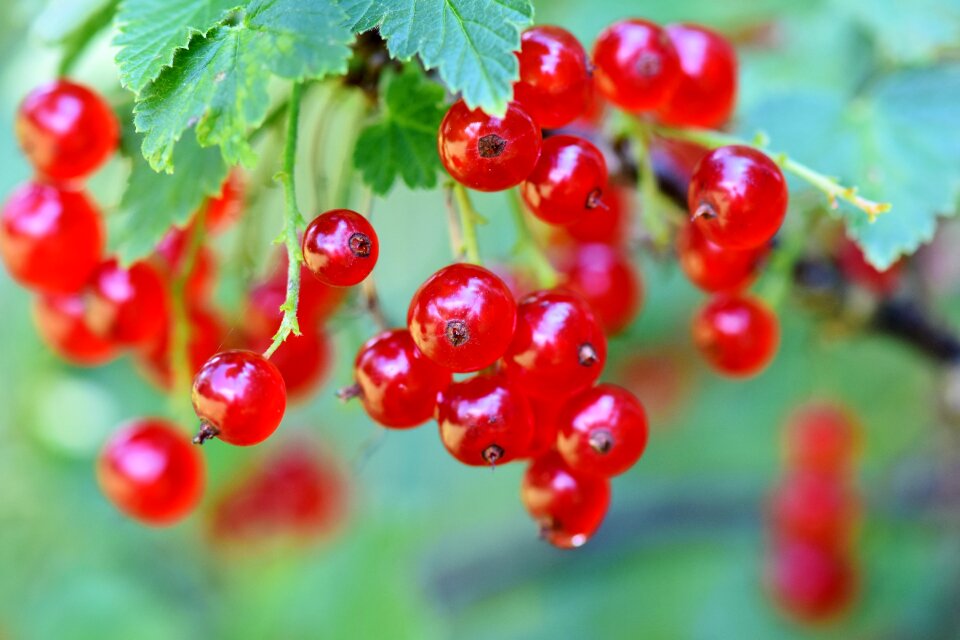 Fruits food fruit
