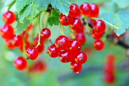 Fruits food fruit photo