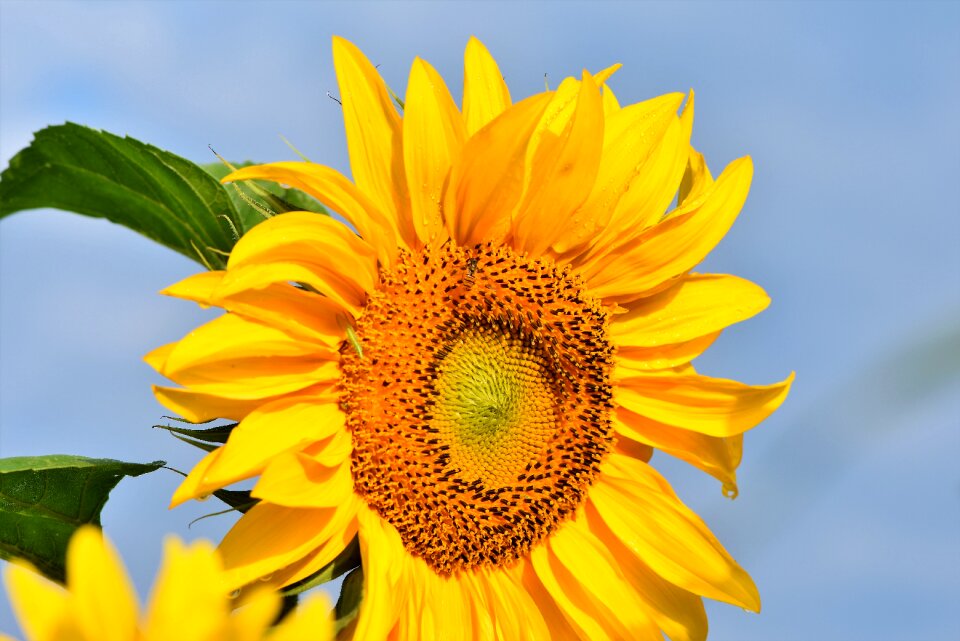 Bloom blossom bloom