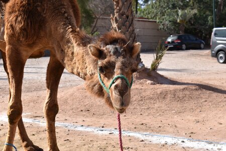 Animal desert palm grove photo