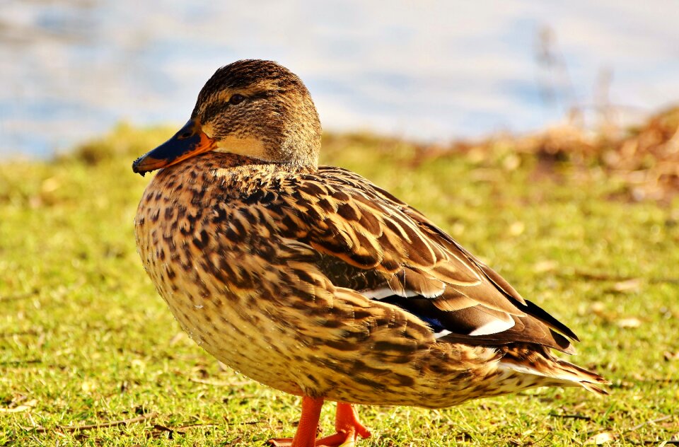 Duck bird bill poultry