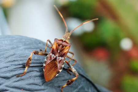 Insect raubwanze chinch bugs photo