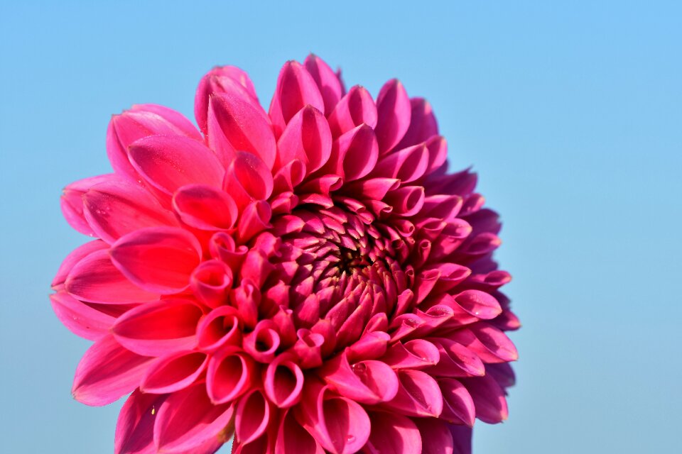 Bud dahlia garden garden plant