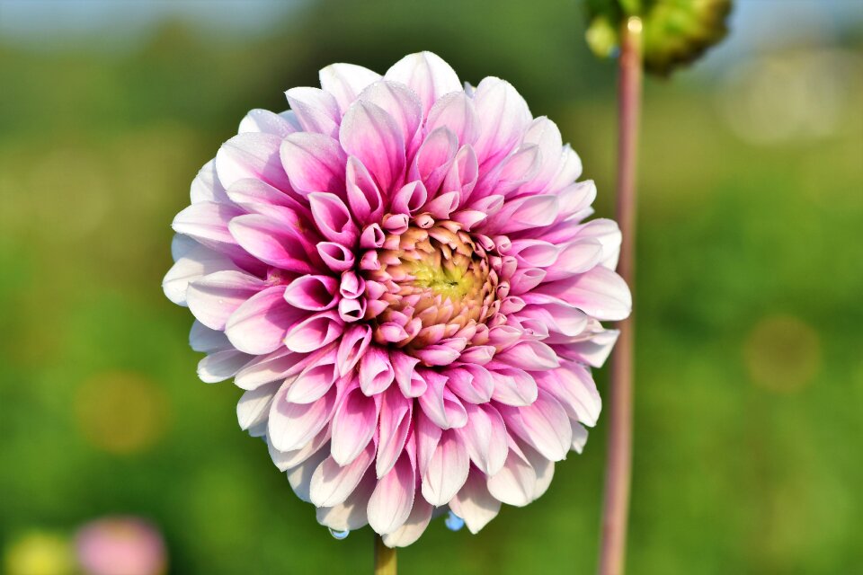 Bud dahlia garden garden plant