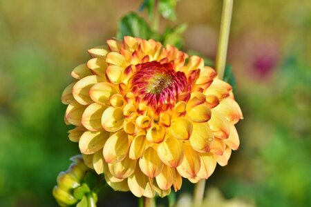 Bud dahlia garden garden plant