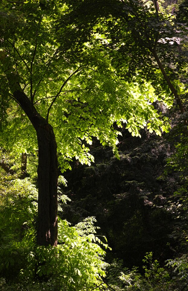 Oxygen nature leaves