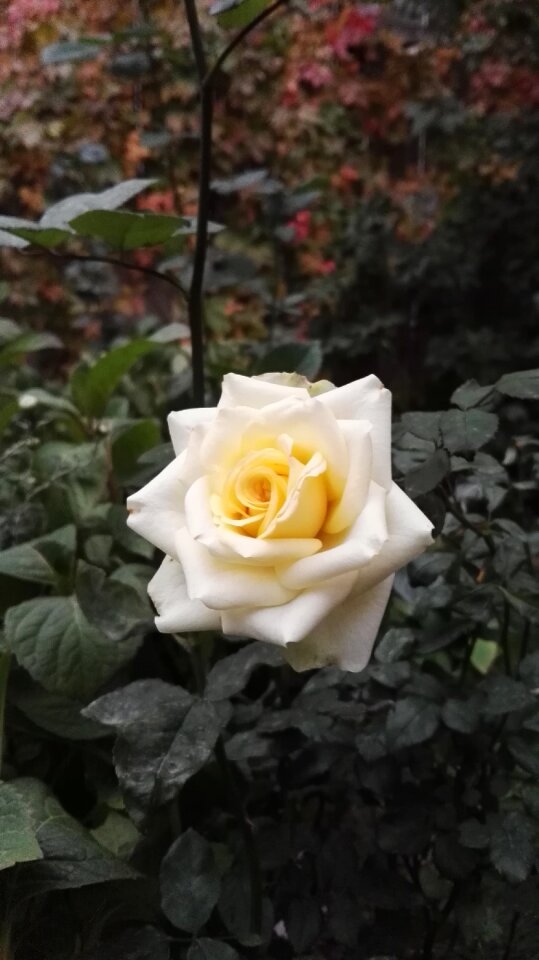 Romance color autumn