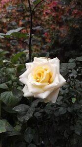 Romance color autumn
