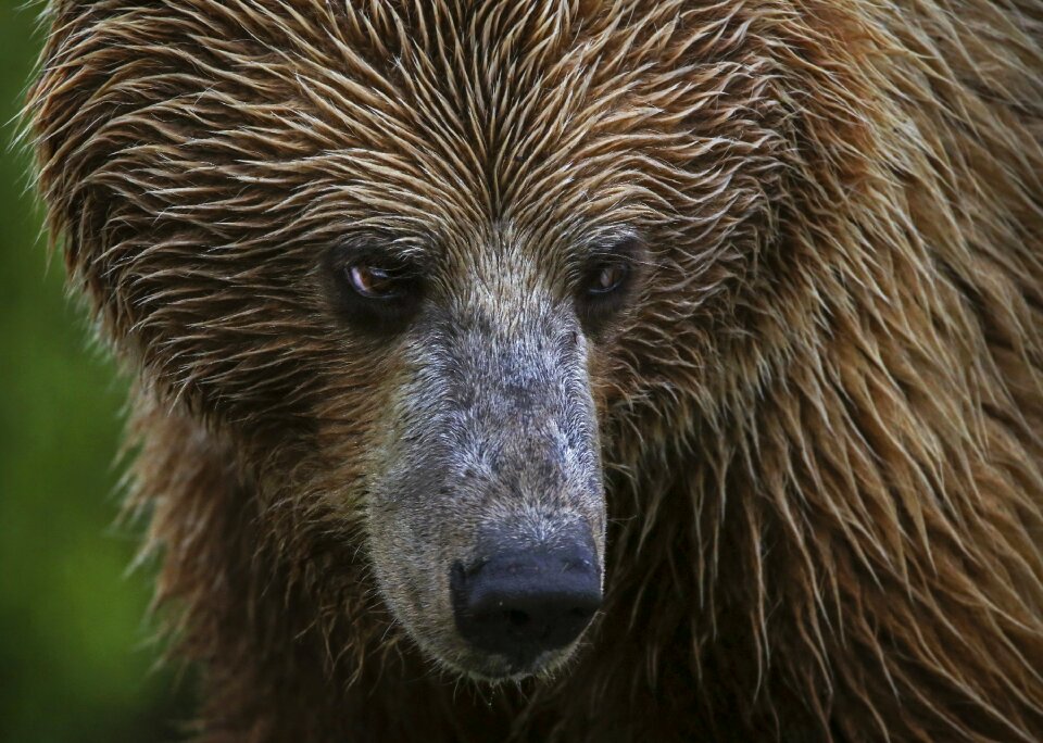 Animal mammal wildlife