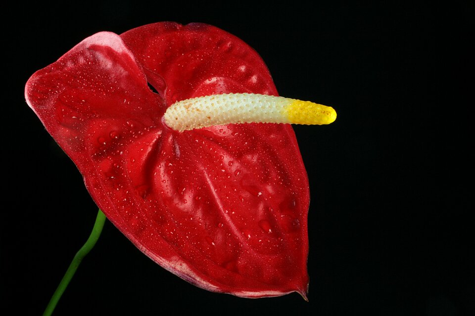 Bright nature bloom