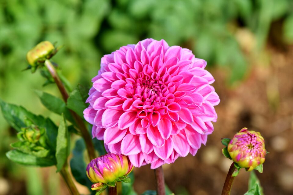 Bud dahlia garden garden plant