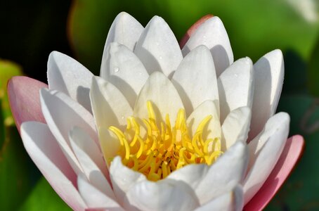 Bloom nuphar lutea water flower