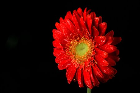 Love decoration flora
