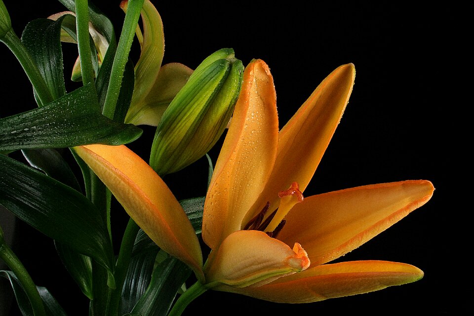 Colorful flowers bloom