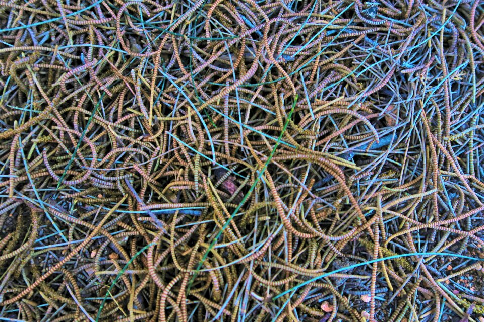 Needle leaves natural winter