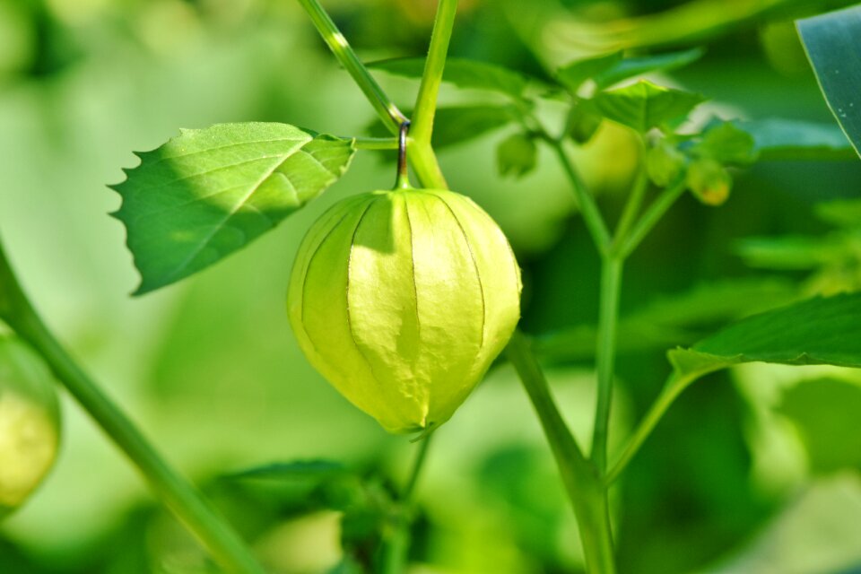 Judenkirsche nachtschattengewächs ornamental plant