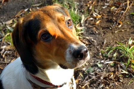 Eyes cute puppy
