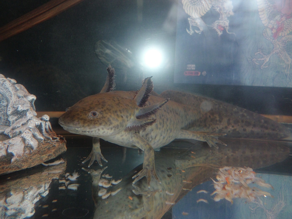 Axolotl salamander exotic pets