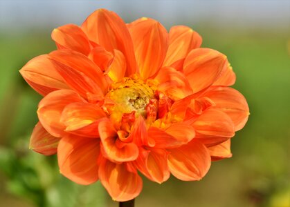 Bud dahlia garden garden plant photo