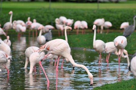 Flamingo zoo water