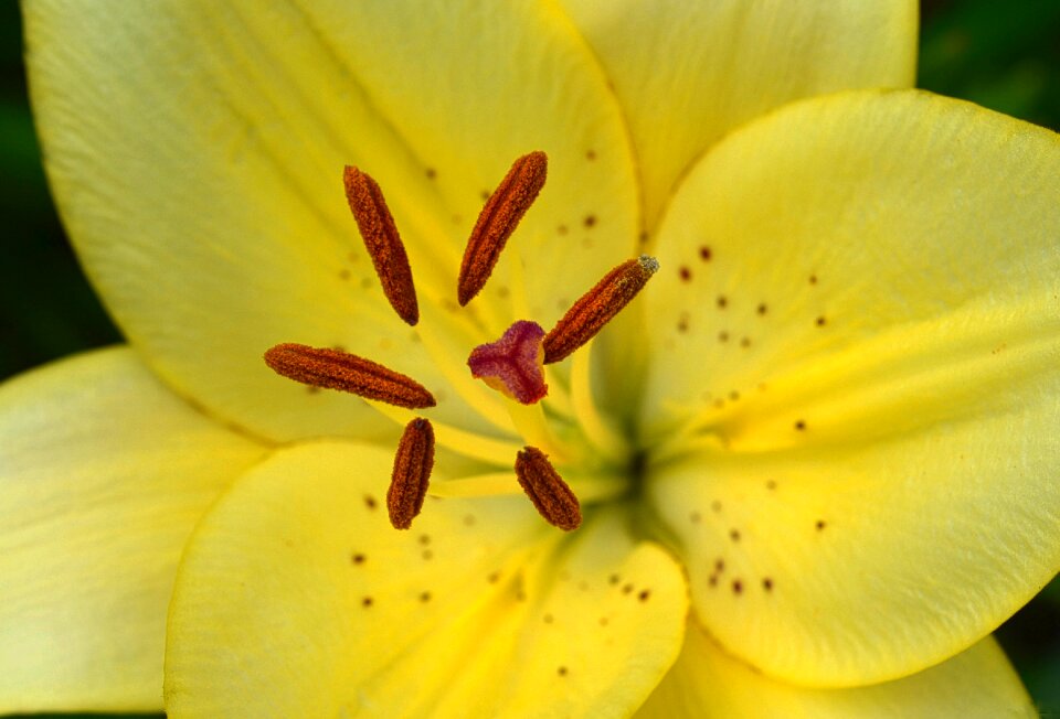 Nature bloom petals