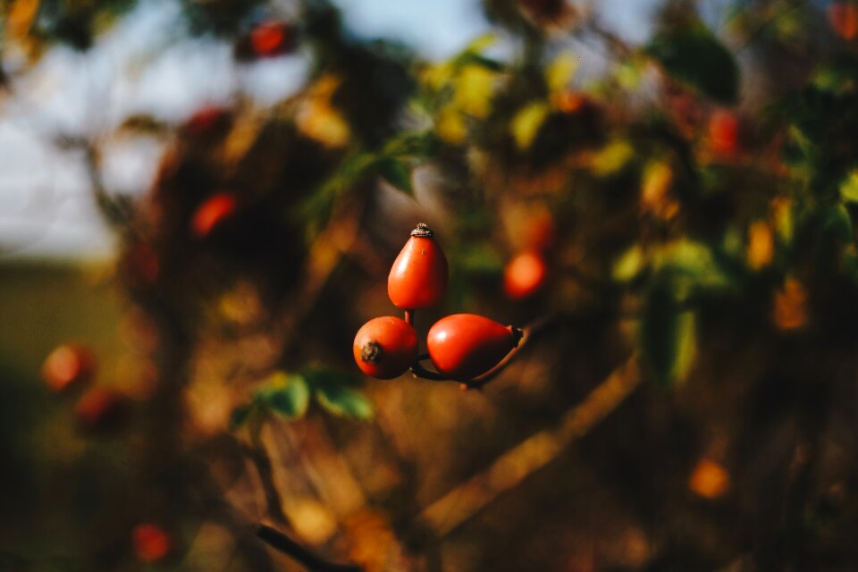 Nature plant forest