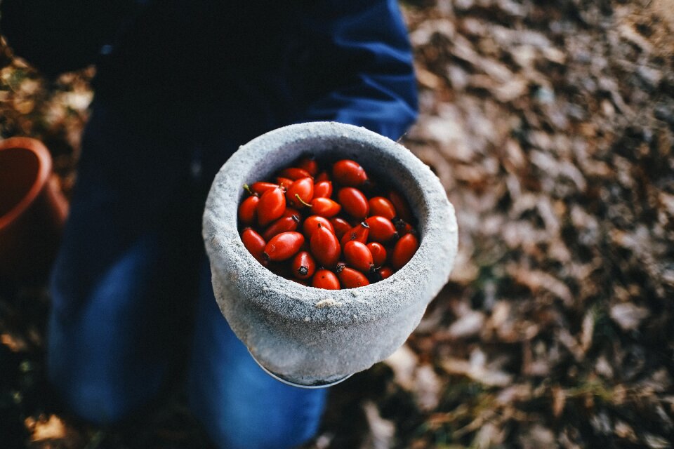 Forest rosehips red