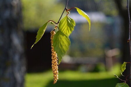 Sheet tree bloom