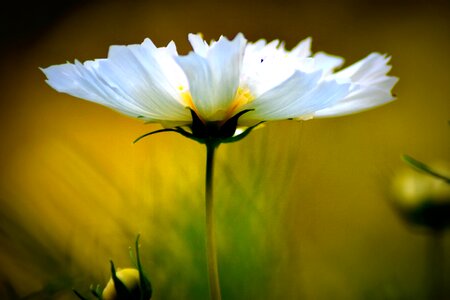 Meadow field white
