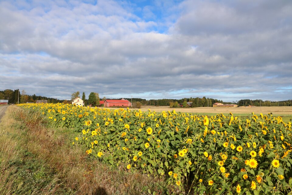 Field agriculture sunflower