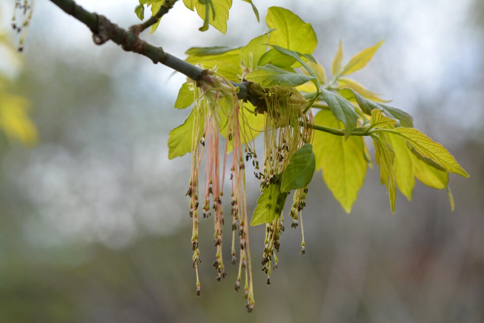 Tree green leaves