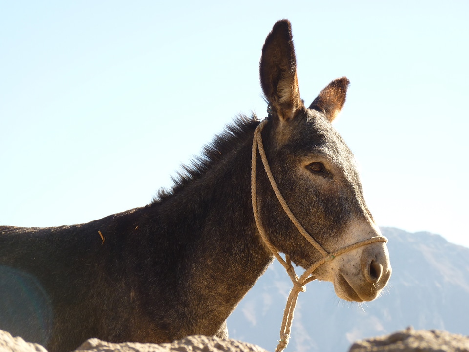 Donkey animal beast of burden