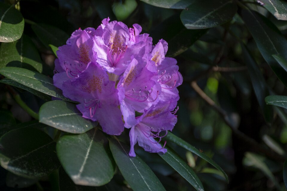 Flower flowering garden
