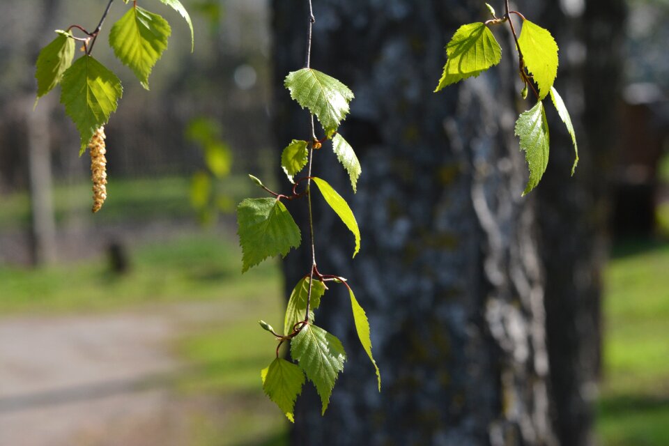 Tree bloom sheet