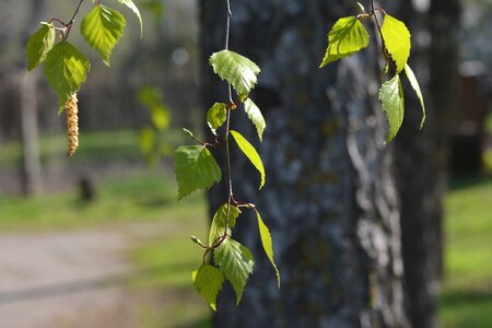 Tree bloom sheet