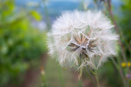 Pointed flower vineyard meadow