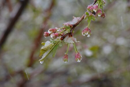 Freezing snow rain