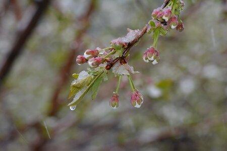 Freezing snow rain photo