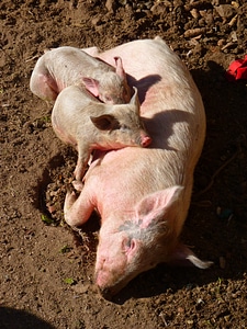 Pig piglet mammal photo