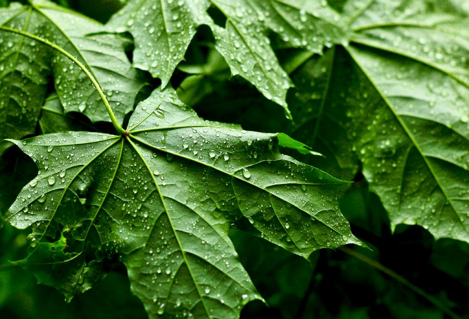 Leaves raindrop branch