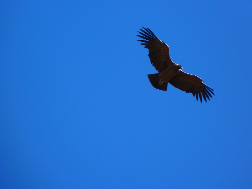 Andean condor vultur gryphus bird